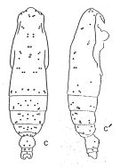 Espce Subeucalanus subcrassus - Planche 1 de figures morphologiques