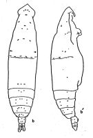 Espce Eucalanus elongatus - Planche 1 de figures morphologiques