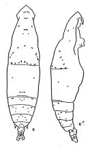 Espce Eucalanus hyalinus - Planche 4 de figures morphologiques