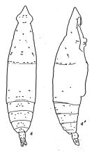Espce Eucalanus californicus - Planche 2 de figures morphologiques