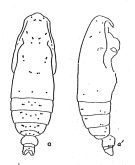 Espce Subeucalanus crassus - Planche 2 de figures morphologiques