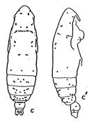 Espce Subeucalanus monachus - Planche 1 de figures morphologiques
