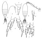 Espce Centropages sinensis - Planche 1 de figures morphologiques
