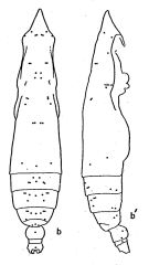 Espce Subeucalanus longiceps - Planche 3 de figures morphologiques
