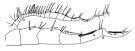 Espce Centropages aucklandicus - Planche 8 de figures morphologiques