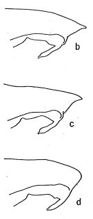 Espce Pareucalanus sewelli - Planche 4 de figures morphologiques