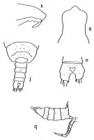 Espce Pareucalanus attenuatus - Planche 4 de figures morphologiques