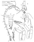 Espce Eucalanus hyalinus - Planche 6 de figures morphologiques