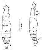 Espce Pareucalanus sewelli - Planche 5 de figures morphologiques