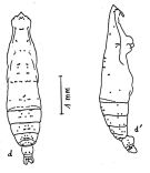 Espce Pareucalanus attenuatus - Planche 5 de figures morphologiques