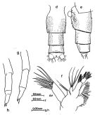 Espce Cornucalanus indicus - Planche 2 de figures morphologiques
