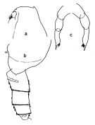Espce Cornucalanus chelifer - Planche 6 de figures morphologiques