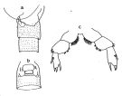 Espce Cephalophanes refulgens - Planche 1 de figures morphologiques