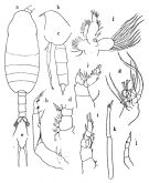 Espce Xanthocalanus cornifer - Planche 1 de figures morphologiques