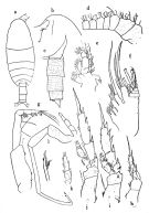 Espce Xanthocalanus pectinatus - Planche 1 de figures morphologiques