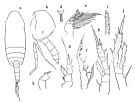 Espce Xanthocalanus echinatus - Planche 1 de figures morphologiques