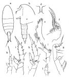 Espce Xanthocalanus penicillatus - Planche 1 de figures morphologiques