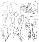 Species Xanthocalanus pinguis - Plate 1 of morphological figures