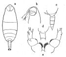 Espèce Cephalophanes frigidus - Planche 4 de figures morphologiques
