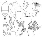 Espce Tharybis sagamiensis - Planche 1 de figures morphologiques