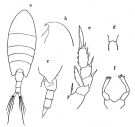 Species Undinella oblonga - Plate 1 of morphological figures