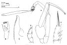 Espce Paraeuchaeta erebi - Planche 3 de figures morphologiques