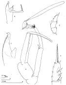 Espce Paraeuchaeta tycodesma - Planche 2 de figures morphologiques