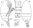 Espce Xantharus cryeri - Planche 1 de figures morphologiques
