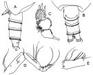 Espce Xantharus cryeri - Planche 2 de figures morphologiques