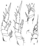 Espce Xantharus cryeri - Planche 4 de figures morphologiques