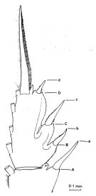 Espce Paraeuchaeta erebi - Planche 2 de figures morphologiques