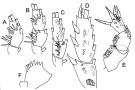 Espce Xanthocalanus fallax - Planche 2 de figures morphologiques