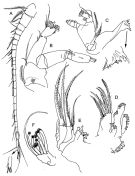 Espce Xanthocalanus stewarti - Planche 2 de figures morphologiques