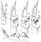 Espce Xanthocalanus stewarti - Planche 3 de figures morphologiques