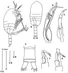 Espce Tharybis inaequalis - Planche 4 de figures morphologiques