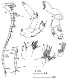 Espce Tharybis inaequalis - Planche 5 de figures morphologiques