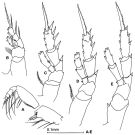 Espce Tharybis inaequalis - Planche 6 de figures morphologiques