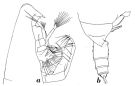 Espce Onchocalanus cristatus - Planche 8 de figures morphologiques
