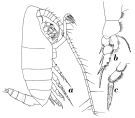 Espce Onchocalanus trigoniceps - Planche 7 de figures morphologiques