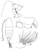 Espce Onchocalanus trigoniceps - Planche 8 de figures morphologiques
