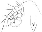 Espce Onchocalanus magnus - Planche 6 de figures morphologiques