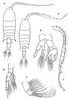 Species Centropages typicus - Plate 2 of morphological figures