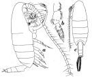 Species Onchocalanus affinis - Plate 4 of morphological figures