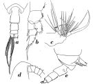 Espce Onchocalanus affinis - Planche 5 de figures morphologiques