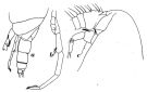 Espce Onchocalanus affinis - Planche 6 de figures morphologiques