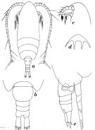 Espce Aetideus arcuatus - Planche 4 de figures morphologiques