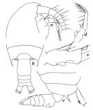 Espce Gaetanus brevispinus - Planche 9 de figures morphologiques