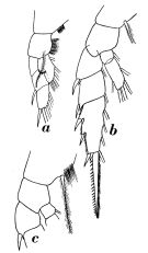 Espce Gaetanus brevispinus - Planche 10 de figures morphologiques