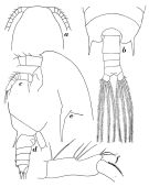 Espce Gaetanus tenuispinus - Planche 7 de figures morphologiques