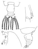Espce Euchirella venusta - Planche 4 de figures morphologiques